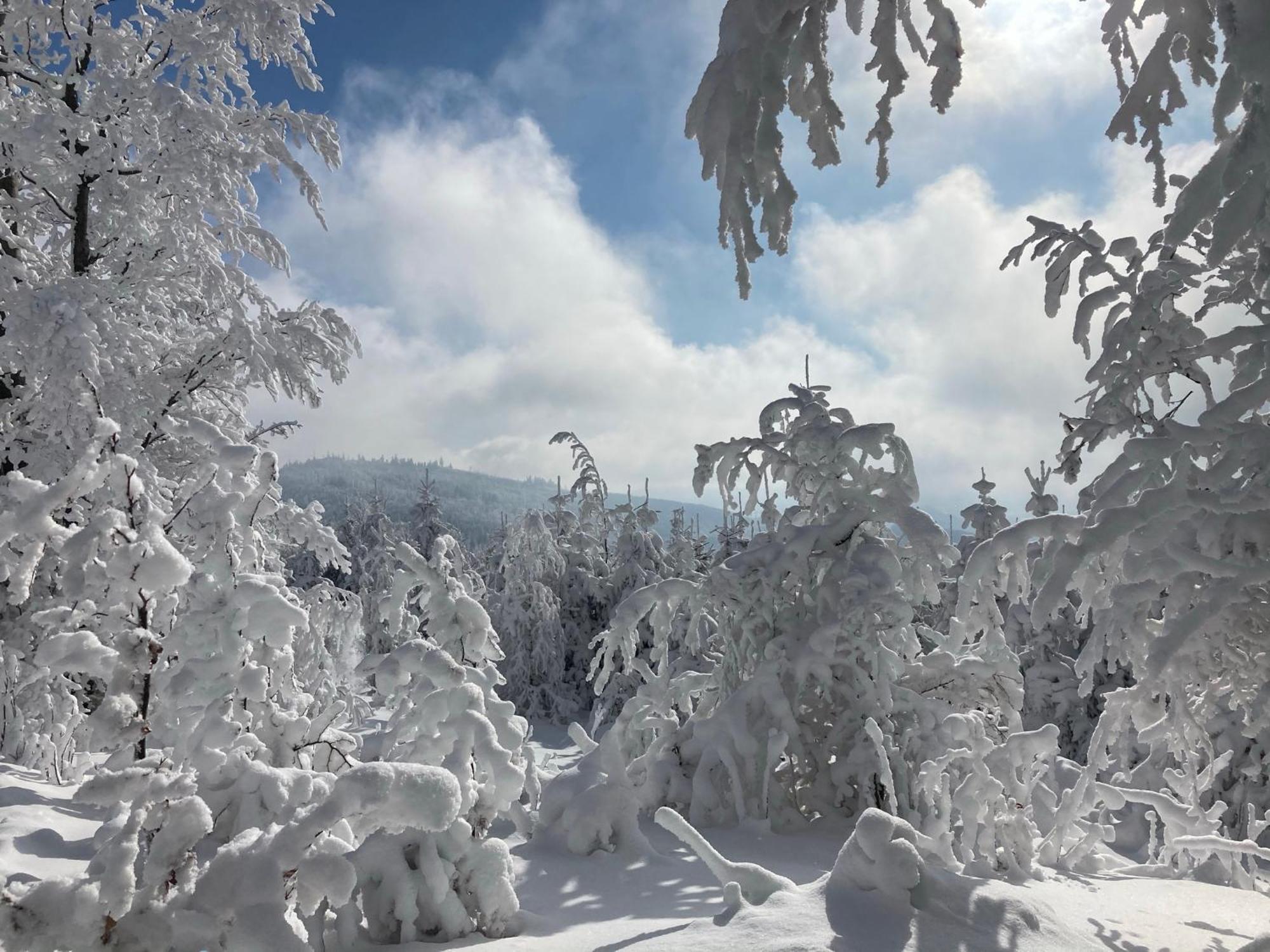 Gosciejowka Na Skraju Lasu Wisla Bagian luar foto